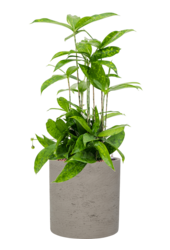 Brut Puk M Gris Lavé