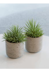 Rough Mini Charlie XXS Grey Washed