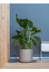 Rough Charlie XXL Gris Lavé