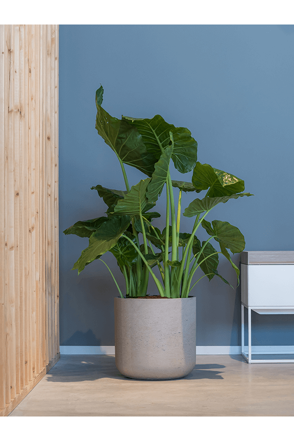 Rough Charlie XXL Gris Lavé