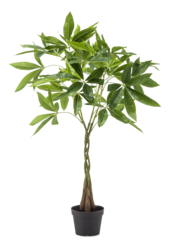 Pachira artificielle