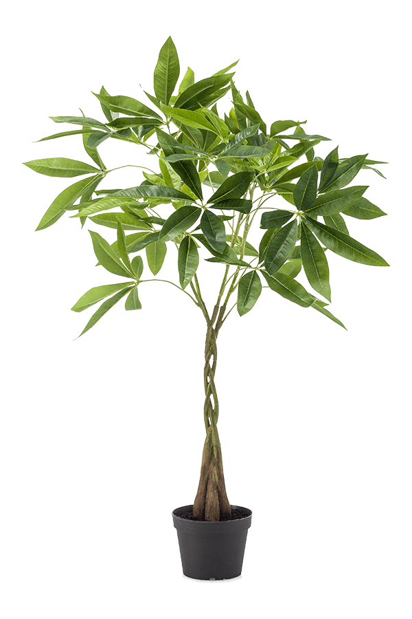 Pachira artificielle