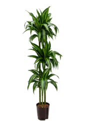 Hydroplante Dracaena Fragrans Hawaiian Sunshine - Copie