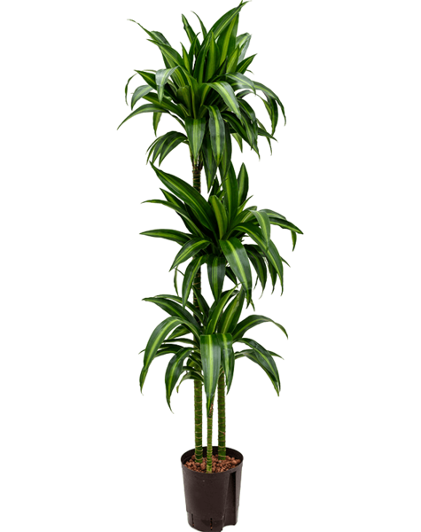 Hydroplante Dracaena - Copie