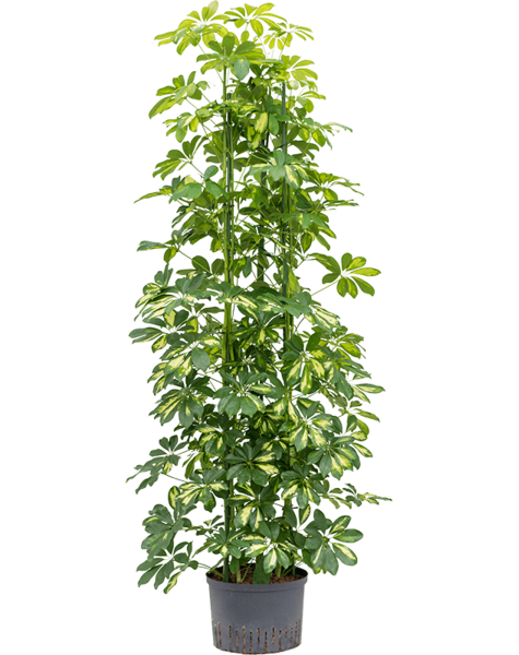 Plante hydroponique Schefflera arboricola 'Gold Capella' 155