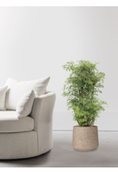 Polyscias Ming à Forli XXL