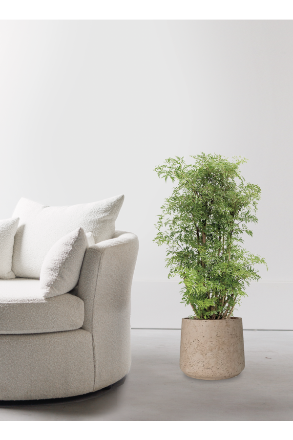 Polyscias Ming à Forli XXL