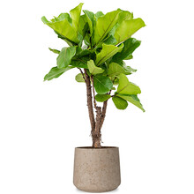 Forli | Ficus Lyrata