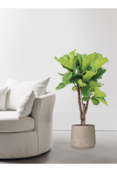 Ficus Lyrata en Forli XXL