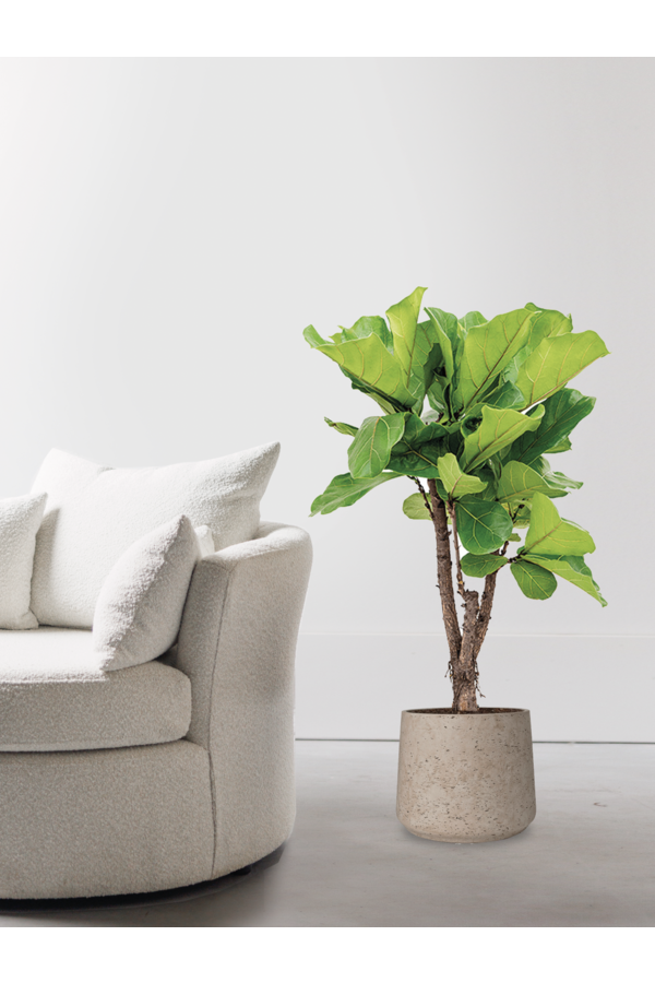 Ficus Lyrata in Forli XXL