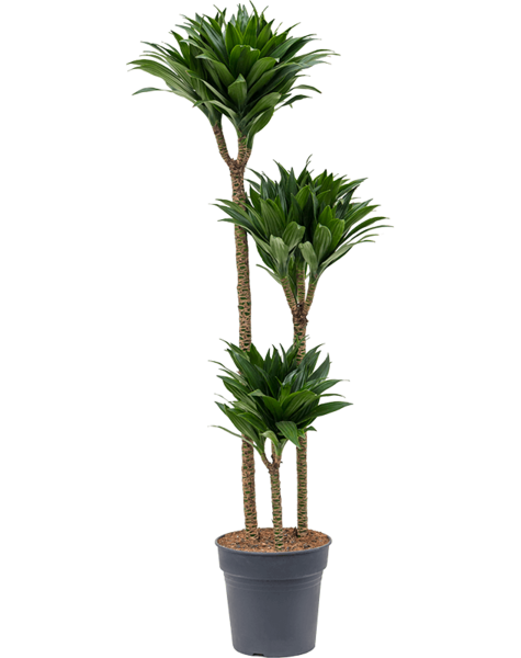 Dracaena fragrans 'Compacta'