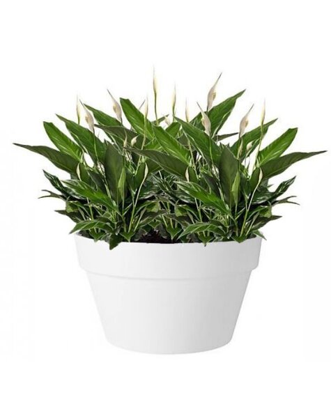 Elho Elho | Spathiphyllum - Copy