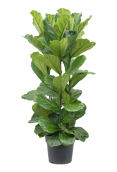 Ficus lyrata XXL