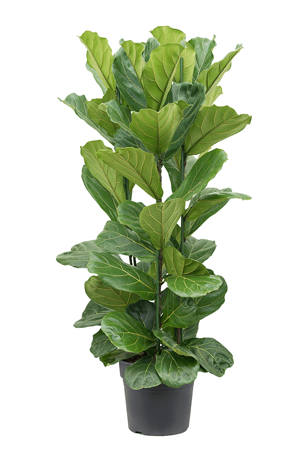 Ficus lyrata XXL