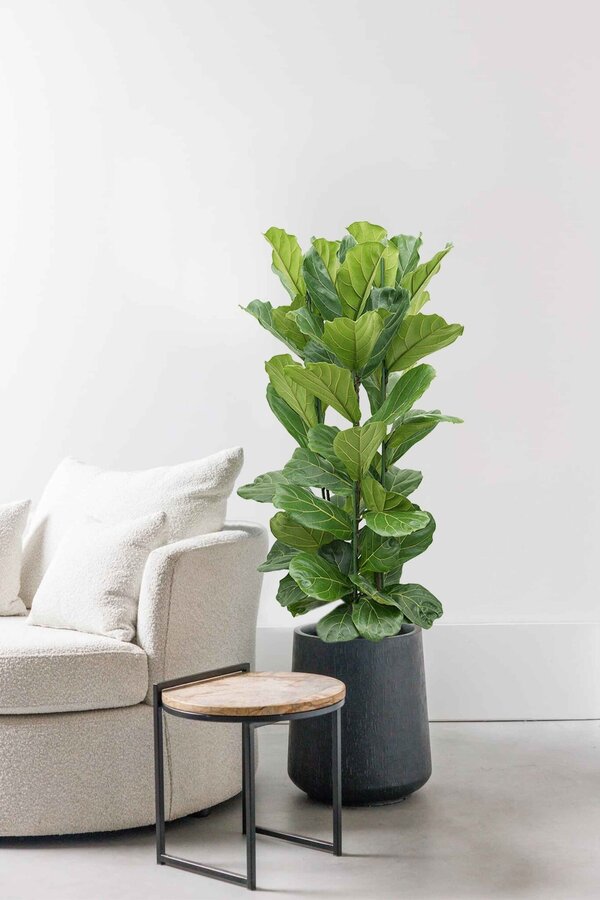 Ficus lyrata XXL