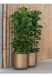 Ficus lyrata XXL