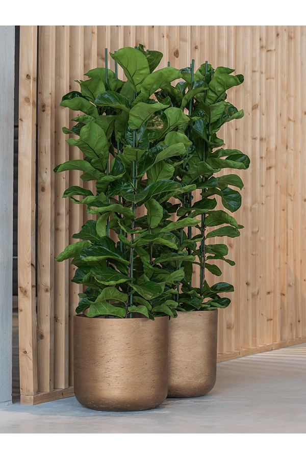 Ficus lyrata XXL