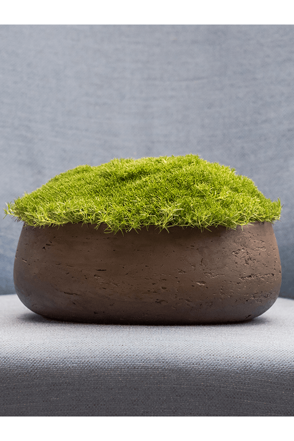 Rough Eileen L Chocolate