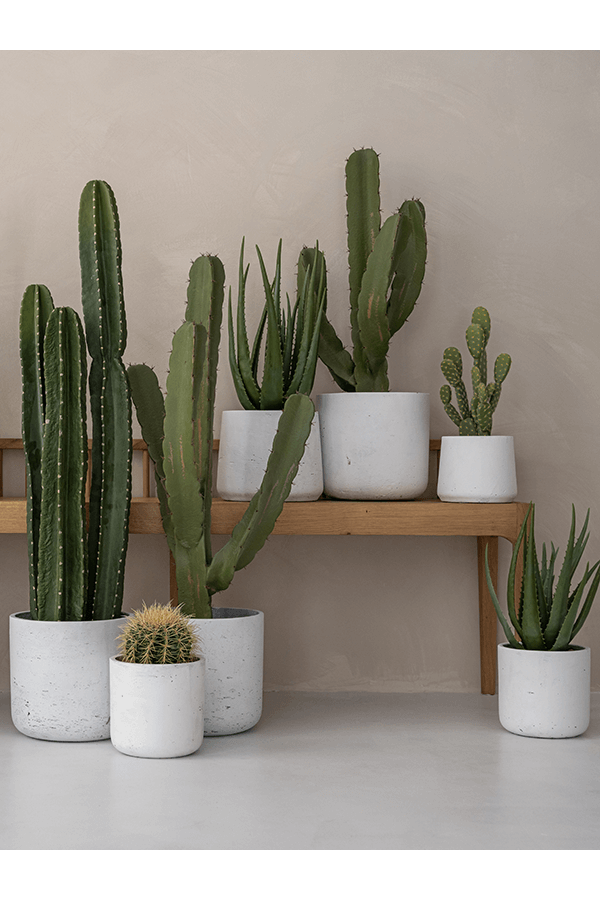 Rough Mini Charlie XXXS Effet blanchi