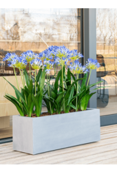 Argento Box Gris Naturel