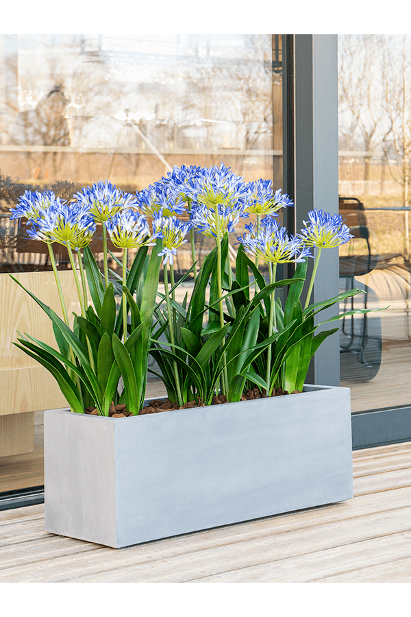 Argento Box Gris Naturel