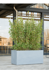 Argento Boîte Gris Naturel