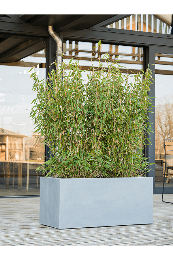 Argento Boîte Gris Naturel