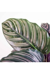 Calathea Ornata