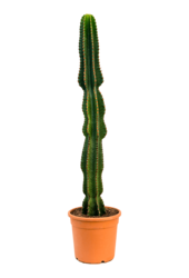 Euphorbia Erytrea XL