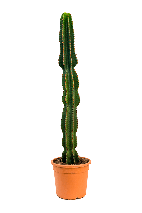 Euphorbia Erytrea XL