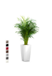 Areca in Zelfwatergevende Cubico