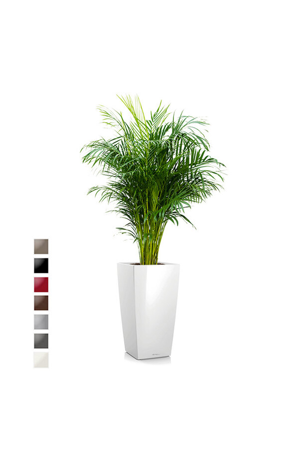 Aréca dans un Cubico auto-arrosant