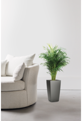 Aréca dans un Cubico auto-arrosant