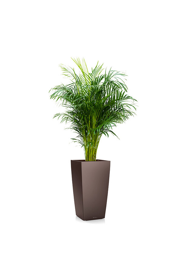 Areca in Zelfwatergevende Cubico