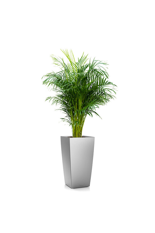 Aréca dans un Cubico auto-arrosant