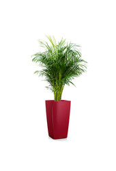 Aréca dans un Cubico auto-arrosant