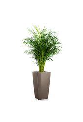 Aréca dans un Cubico auto-arrosant