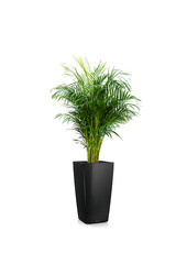 Aréca dans un Cubico auto-arrosant