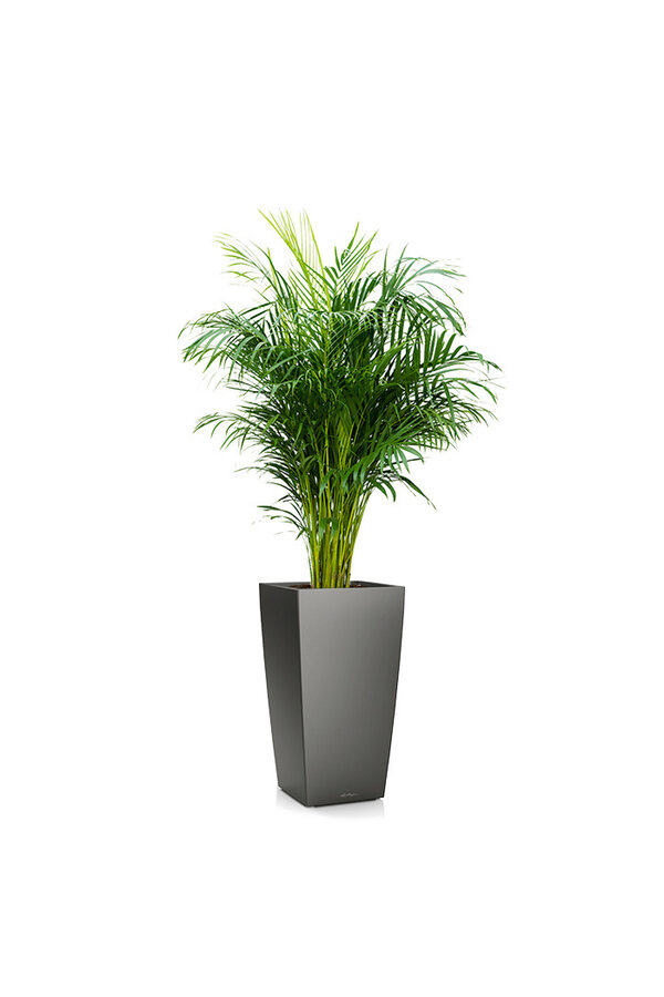 Areca in Zelfwatergevende Cubico