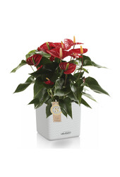 Anthurium rouge dans un pot auto-arrosant Puro