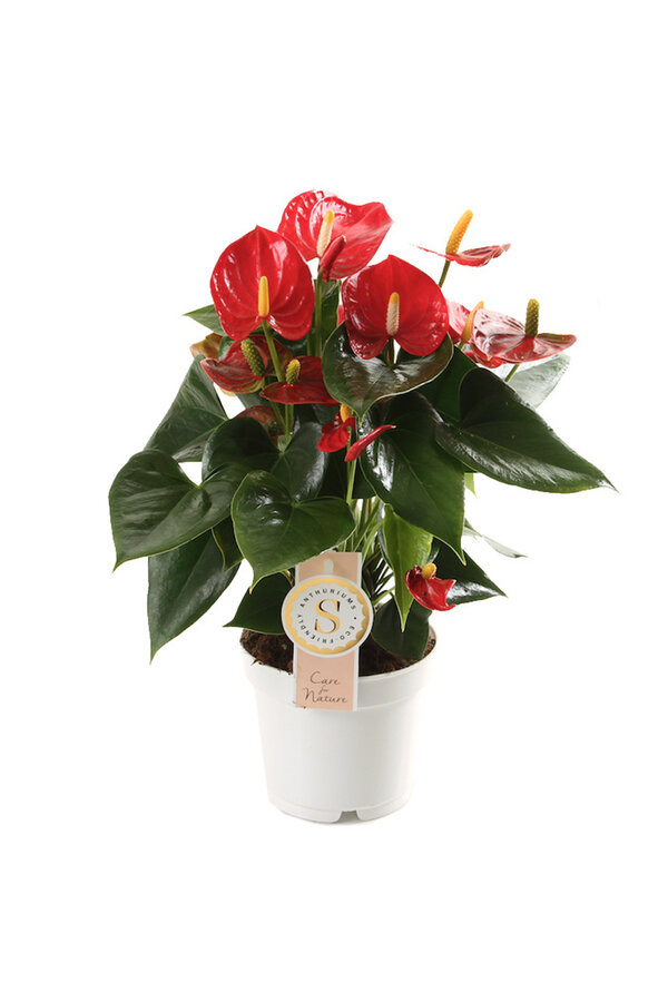 Anthurium rood in zelfwatergevende Puro