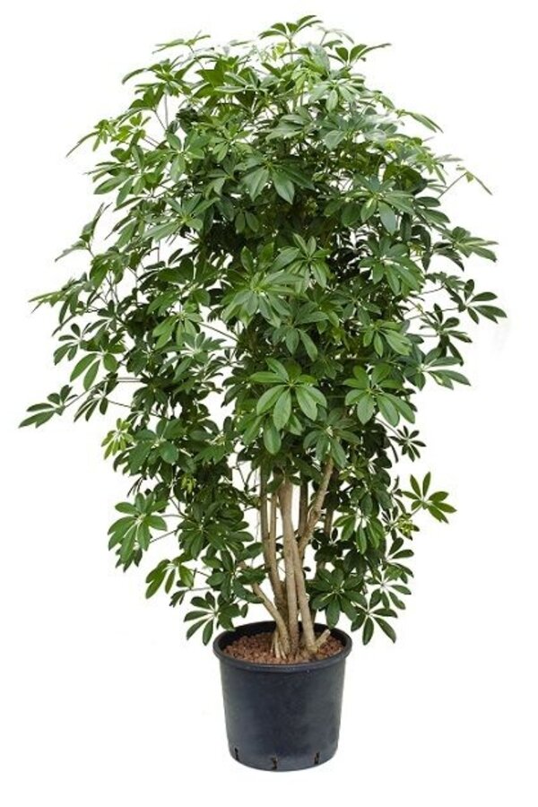 Hydroplant Schefflera arboricola