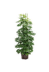 Hydroplante Schefflera arboricola