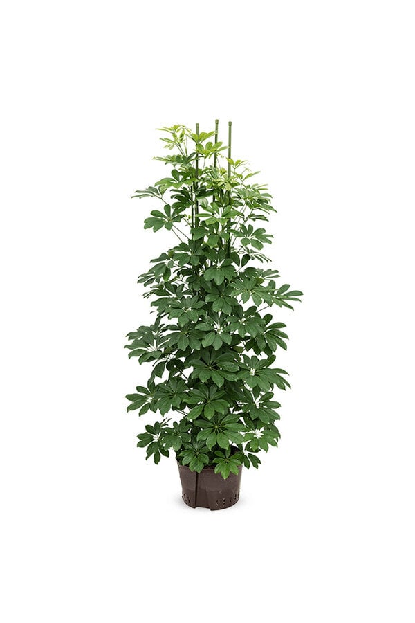 Hydroplante Schefflera arboricola