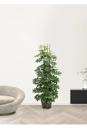 Hydroplante Schefflera arboricola