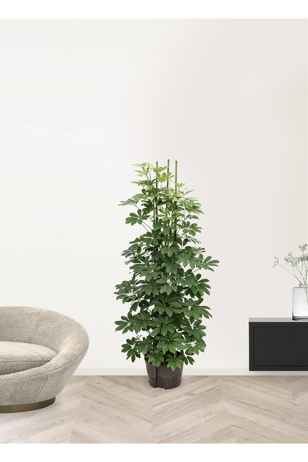 Hydroplante Schefflera arboricola