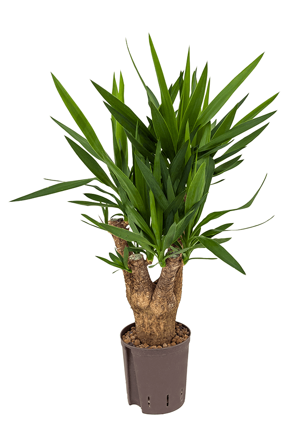 Yucca hydroponique