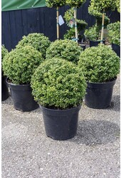 Ilex crenata convexa Bol S
