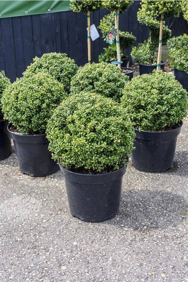 Ilex crenata convexa Bol S