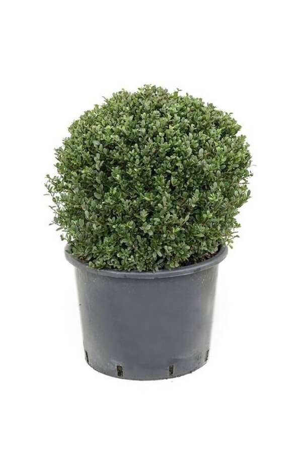 Ilex crenata convexa Bol M